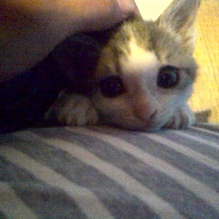 楽君♪コマくんになりました♪