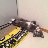 ジーナ