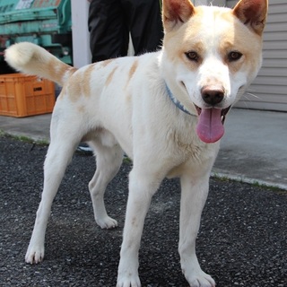 フレンドリーなちくわ君