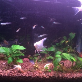 エンゼルフィッシュ