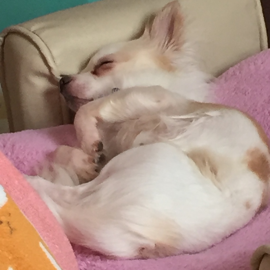とらのカバー写真