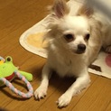 人懐っこいチワワの男の子です！