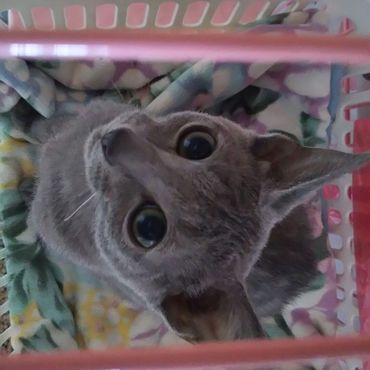 めろんの写真