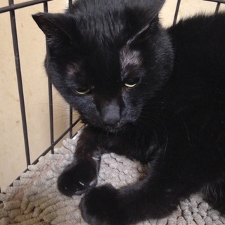 鳴き声の可愛い黒猫のメス 名前はちょろです