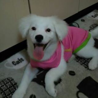 可愛がって頂ける方どうぞ宜しくお願いします。