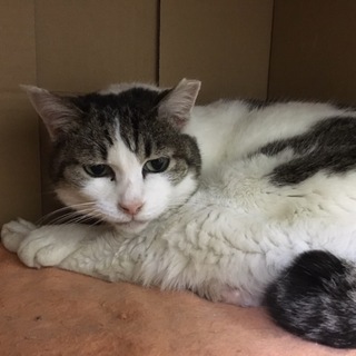 ハンデ猫　シニアのきなこちゃん