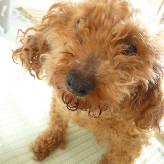 5歳のﾄｲﾌﾟｰﾄﾞﾙ｡おとなしく室内飼い｡