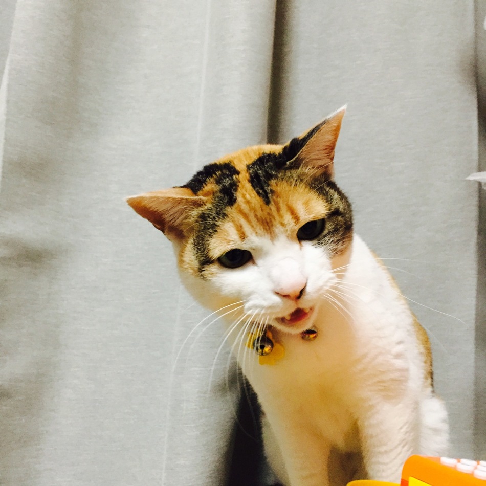 メイメイのカバー写真