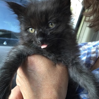 大人しくてモフモフの女の子、マリンちゃんです！