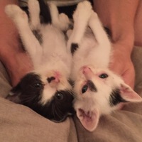 子猫2匹