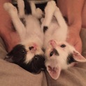 子猫2匹