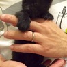 代行募集、黒ちゃん。 サムネイル3