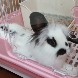 アメファジとポーランドロップのハーフ