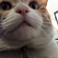 きゅう