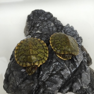 ミドリガメの里親様募集しています。