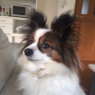 家を売ることになり飼えなくなってしまいました。