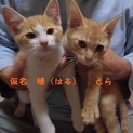 元気な兄弟　一匹ずつでも！　