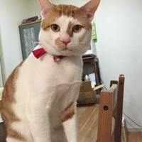 ニャン太