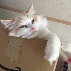 里親になりたいが、慎重。