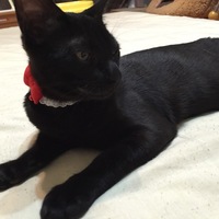 ジジ