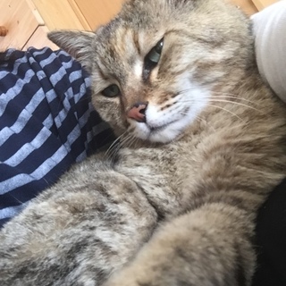 引っ越しで捨てられたお茶目でキュートな子！