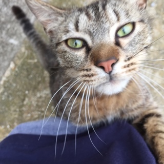 ゴロスリ甘えん坊の野良ちゃん！