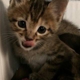 懐っこい女の子（本2）