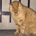 河原猫の茶トラちゃん！