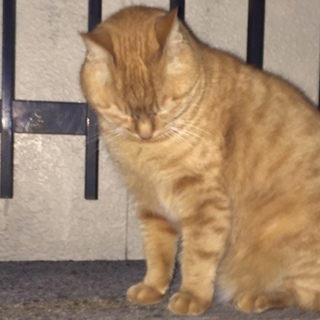 河原猫の茶トラちゃん！