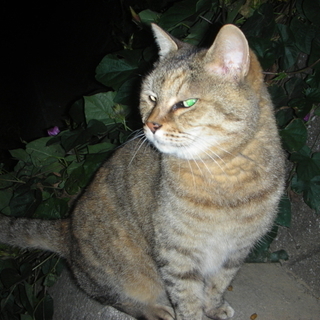 引っ越しで捨てられてもマイペースなおばあちゃん！