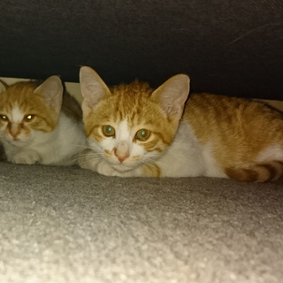 生後2ヶ月くらい チャシロ1号