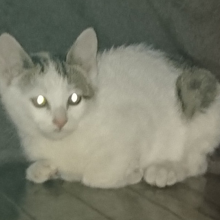 生後2ヶ月くらい 縁起の良い招き猫柄ミケ子