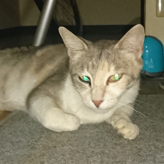 子猫思いの優しい母猫 ミケ