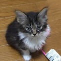 ほわほわのキジ白　保和子