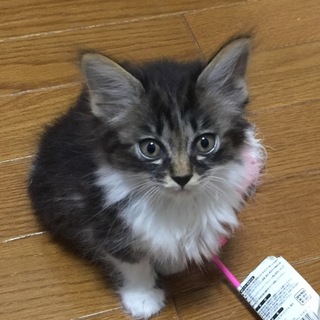 ほわほわのキジ白　保和子