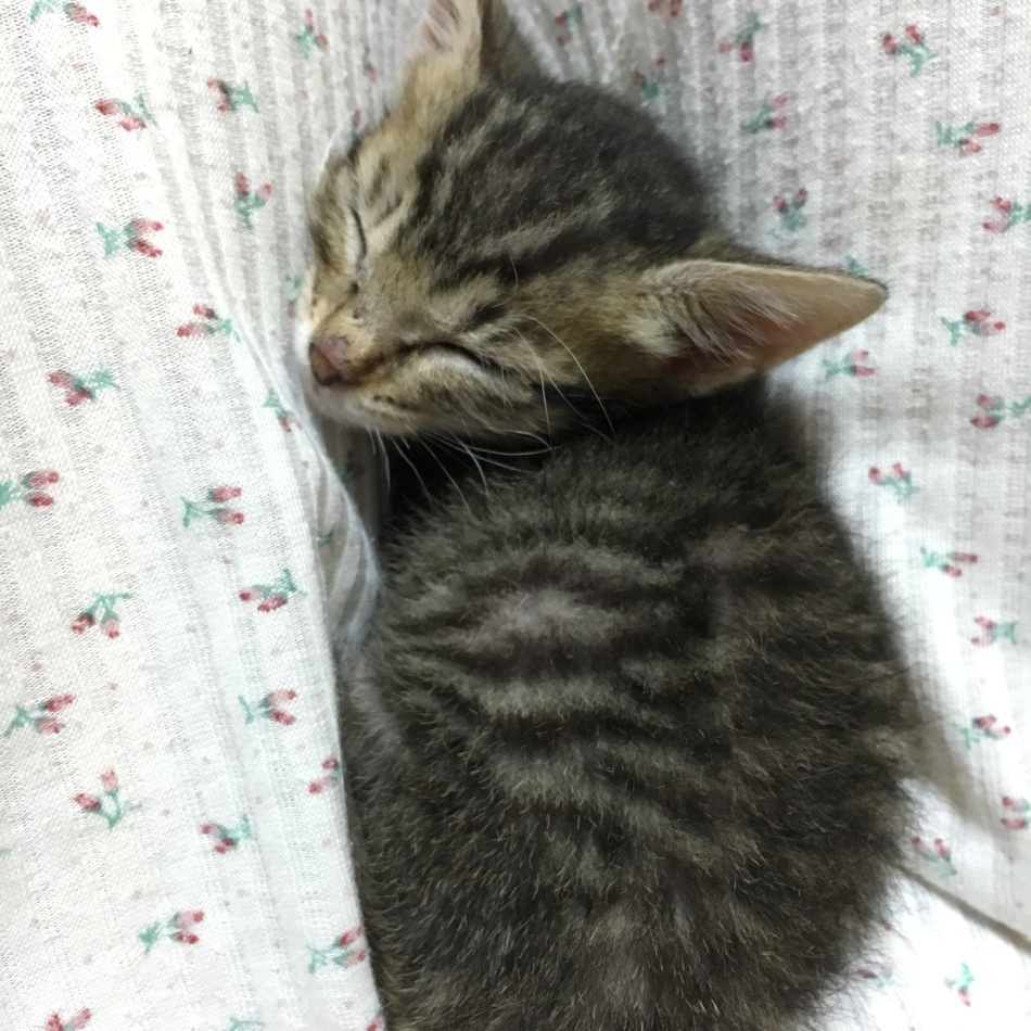 チャコのカバー写真