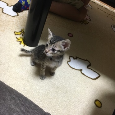 チャコの写真