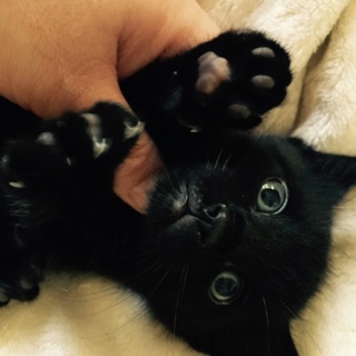 生後一ヶ月くらいの子猫ちゃん