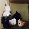 健康な仔猫たち、もらってあげてください◎