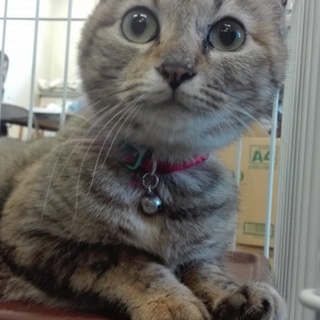 飼い主に持ち込みされた甘えん坊の可愛い姉妹