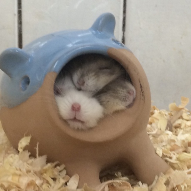 ひでおじのカバー写真