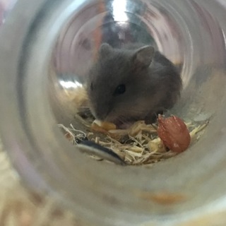 ジャンガリアン 赤ちゃん 里親募集