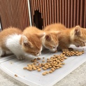 かわいい子猫の兄弟！3匹！