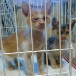 保護中の３ニャン