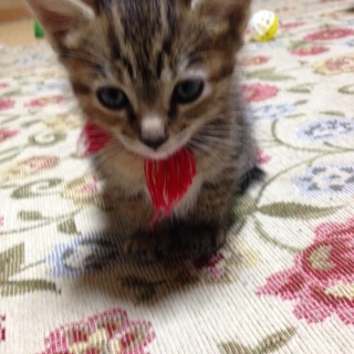 キジトラちゃん☆