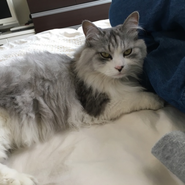 りりにゃんのカバー写真