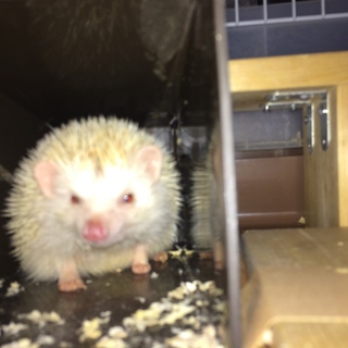 里親見つかりました。