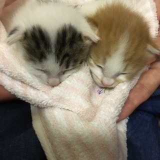 赤ちゃん★可愛い兄弟猫ちゃんです♪