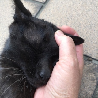 安心して眠れるお家と家族の愛情が欲しいんです