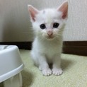 1ヶ月くらいの男の子(お話しが入っております）